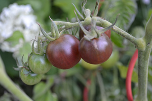 tomato22.jpg