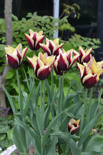 turip11-5-28d.jpg