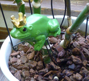 twitter-frog.jpg
